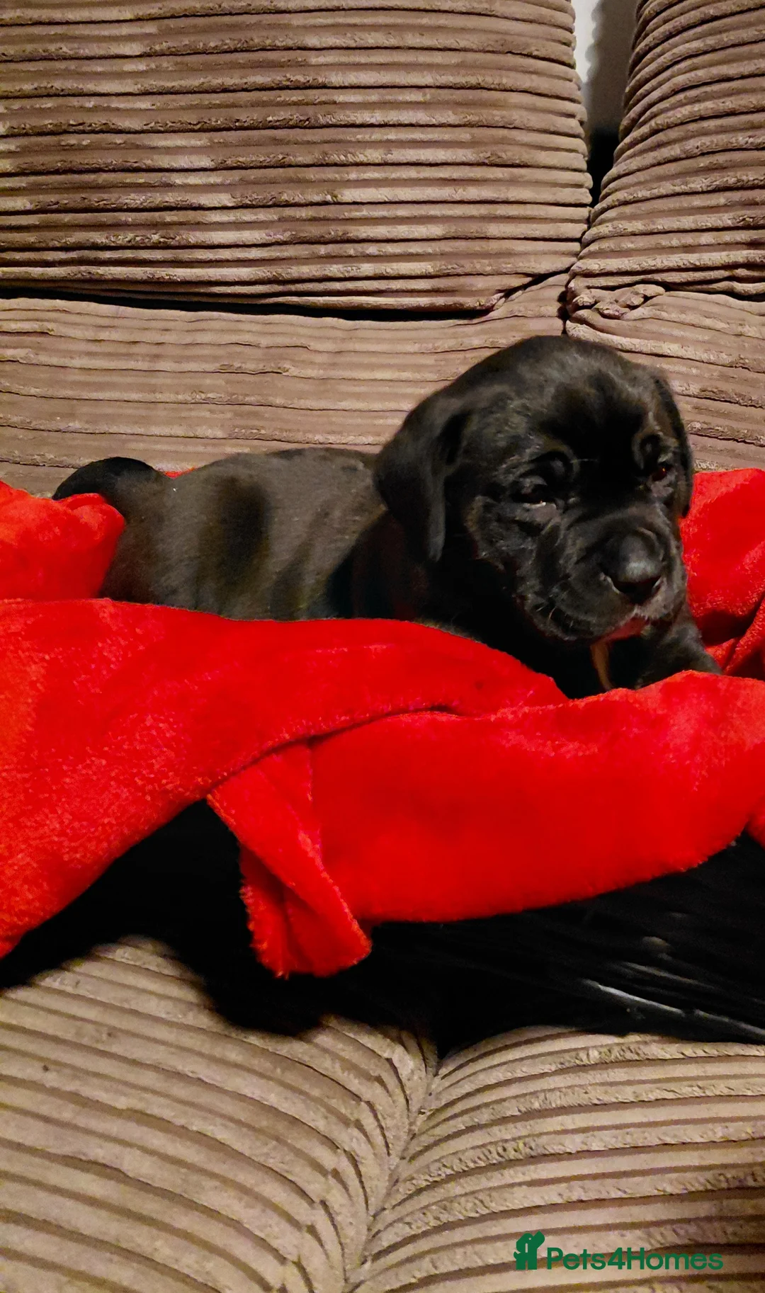 Presa Canario dogs for sale: Beautiful presa canario X alpha blue blood bulldog - Advert 5