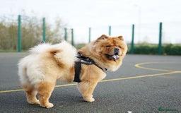 Chow Chow dogs for sale: Beautiful red girl chow chow (no small pets)  - Image 1