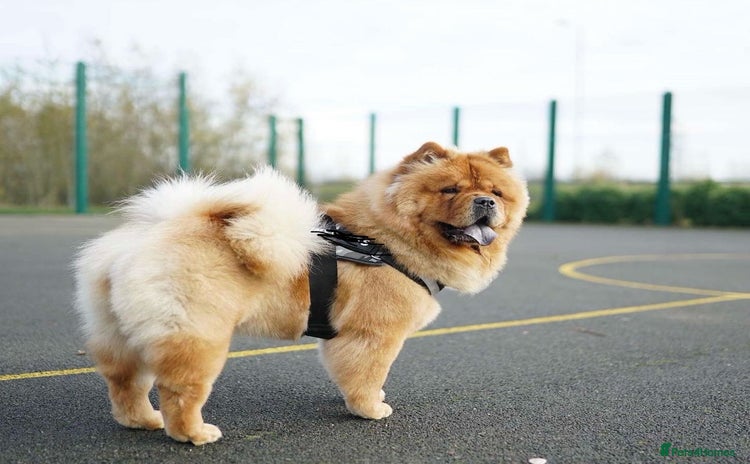 Chow Chow dogs - Advert 16