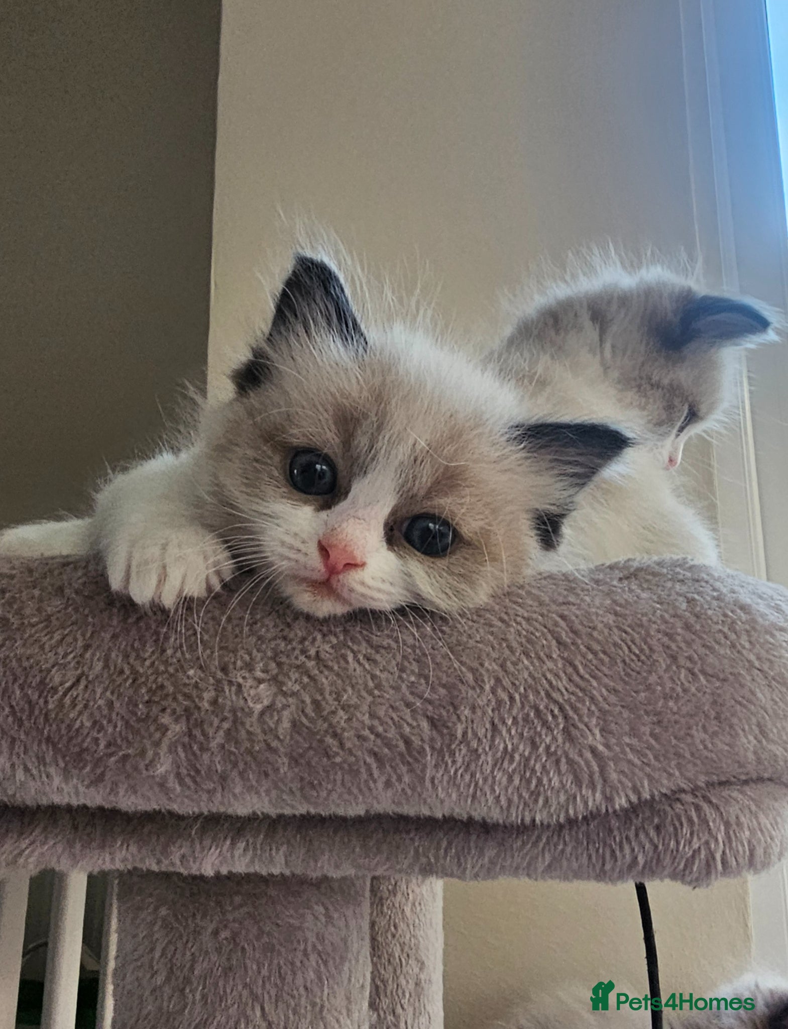 Ragdoll cats Ragdoll Tica Pedigree kittens - Advert 3