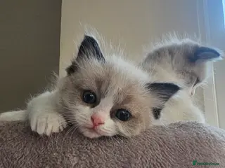 Ragdoll cats Ragdoll Tica Pedigree kittens - Advert 3