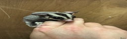 Sugar Glider rodents for sale: Baby gliders ready now  - Advert 2