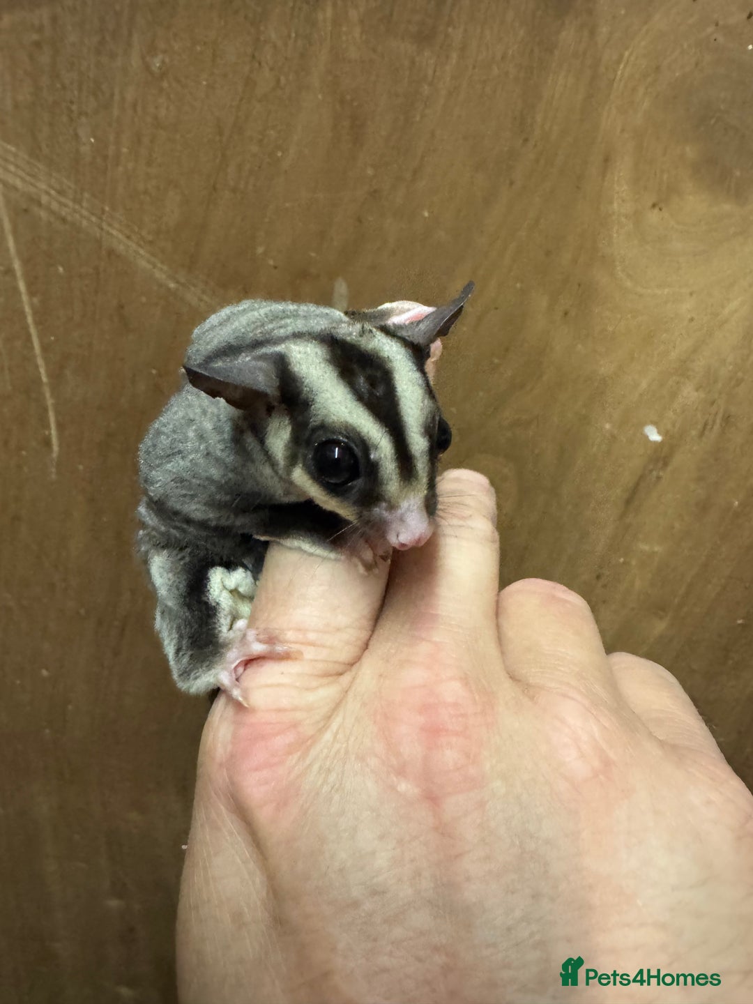 Sugar Glider rodents for sale: Baby gliders ready now  - Advert 2