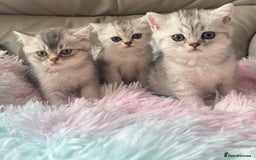 British Shorthair cats for sale: Grand champion bloodline silver shaded BSH kittens - Image 2