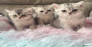 British Shorthair cats - Advert 12