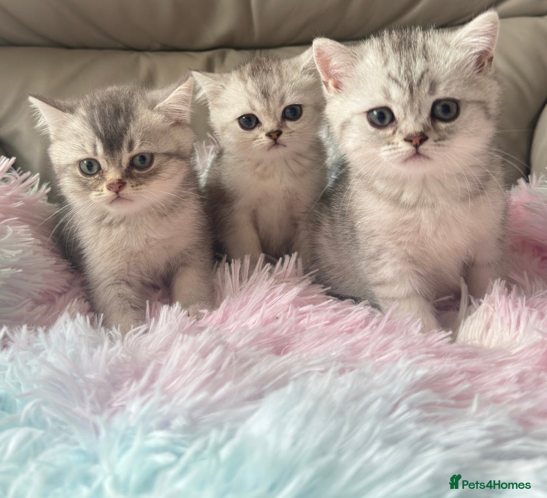 British Shorthair cats for sale: Grand champion bloodline silver shaded BSH kittens - Image 2