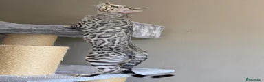 Bengal 2