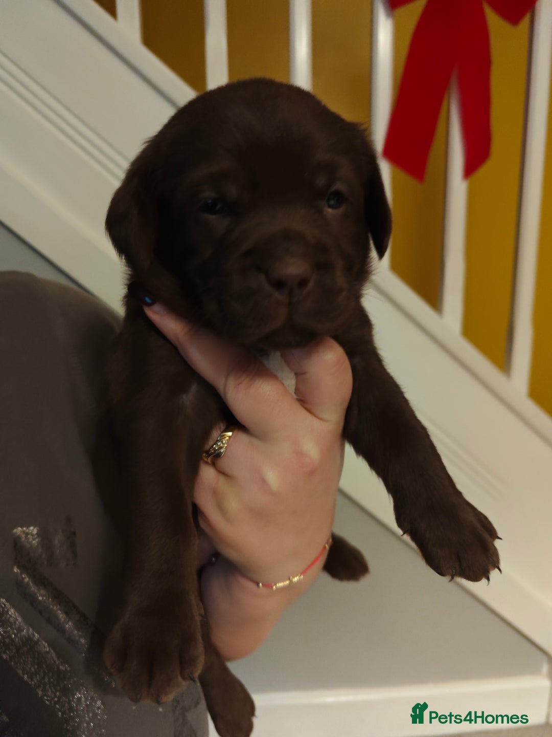 Labrador Retriever dogs for sale: Chocolate Labrador Retriever Puppies-Family Raised - Advert 17