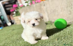 Maltese dogs for sale: Puppies Maltese  - Image 20