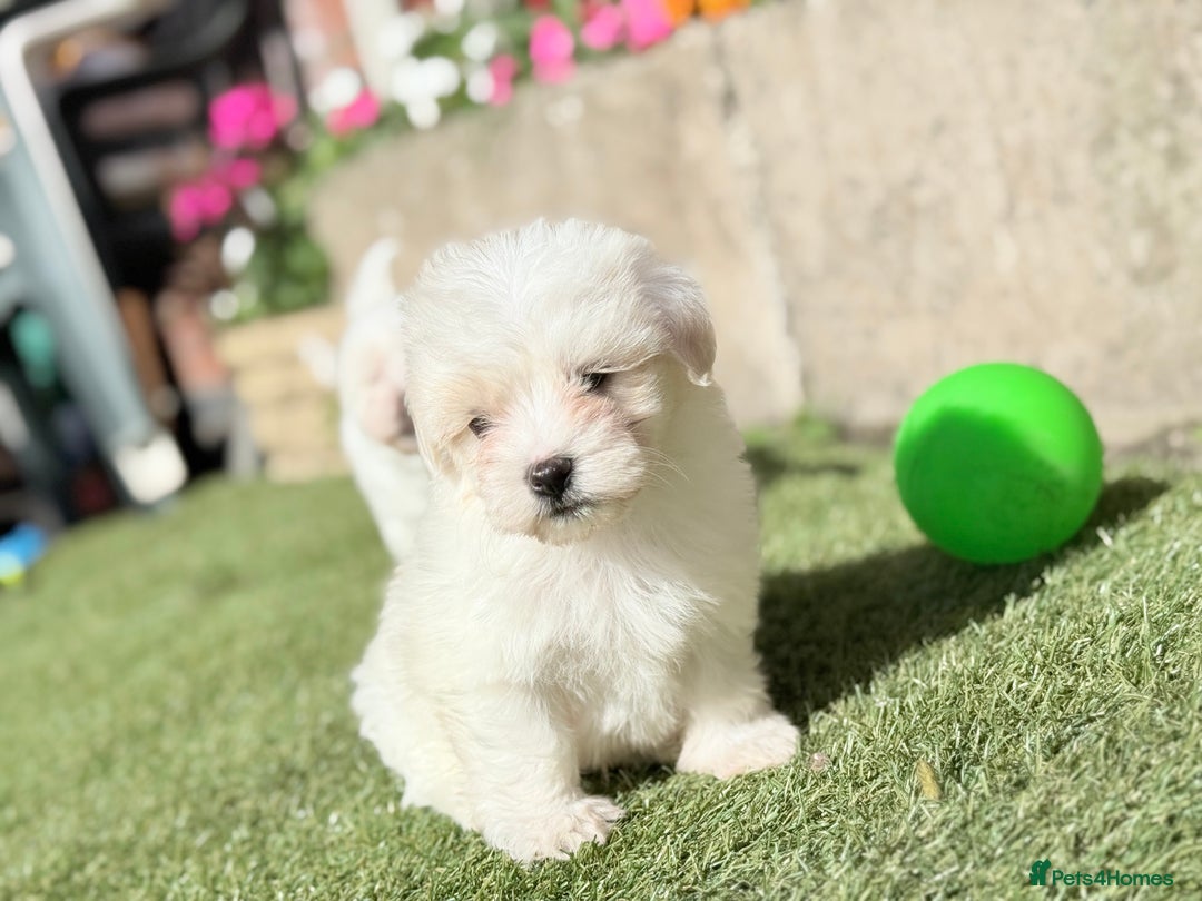 Maltese dogs for sale: Puppies Maltese  - Image 20