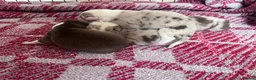 Border Collie dogs for sale: 6 Beautiful Red Merle puppies  - Advert 6
