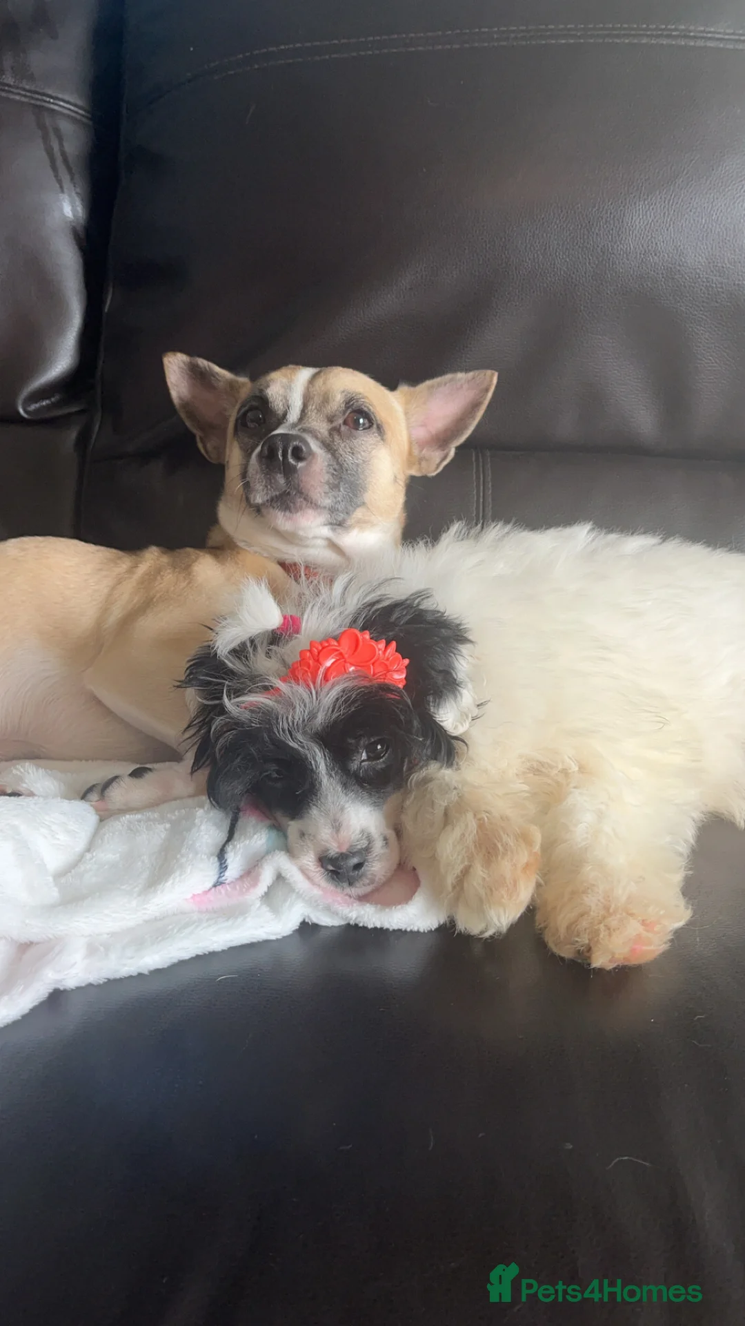 Mixed Breed dogs for sale: Murphy & Maple - Advert 1