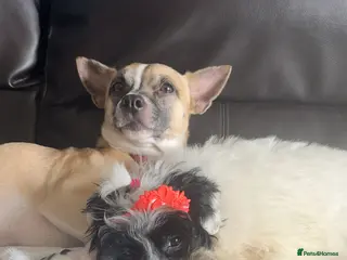 Mixed Breed dogs Murphy & Maple - Advert 5