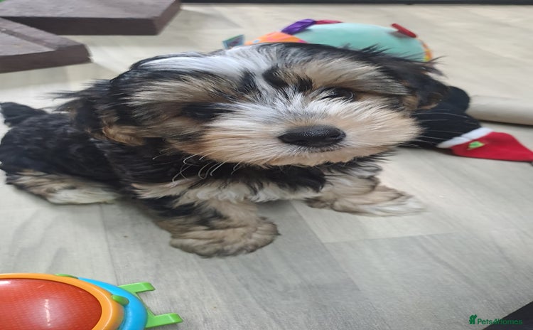 Yorkshire Terrier dogs - Advert 15