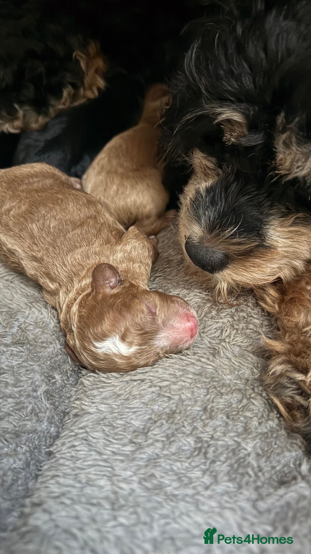 Cavapoo dogs for sale: F1b Cavapoo puppies for sale! - Image 1