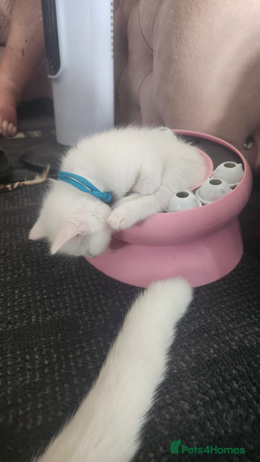 Turkish Angora cats for sale: Turkish angora cross Bengal  - Image 33
