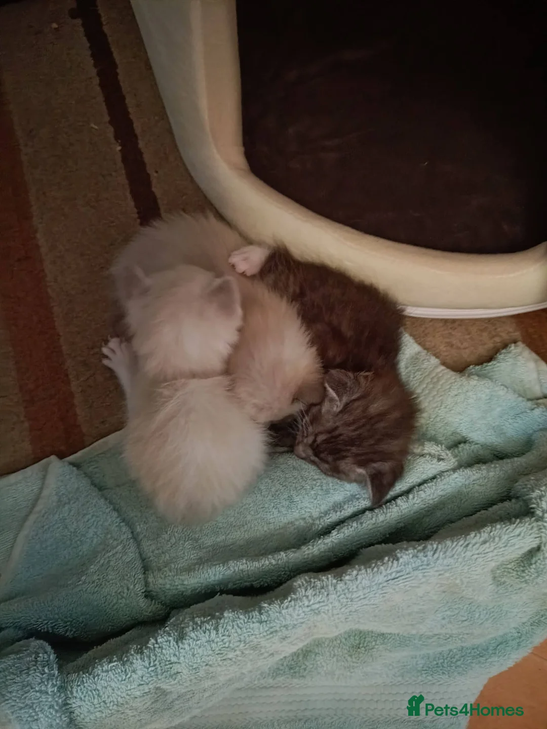 Siamese cats for sale: Siamese mix in Bedford - Advert 22