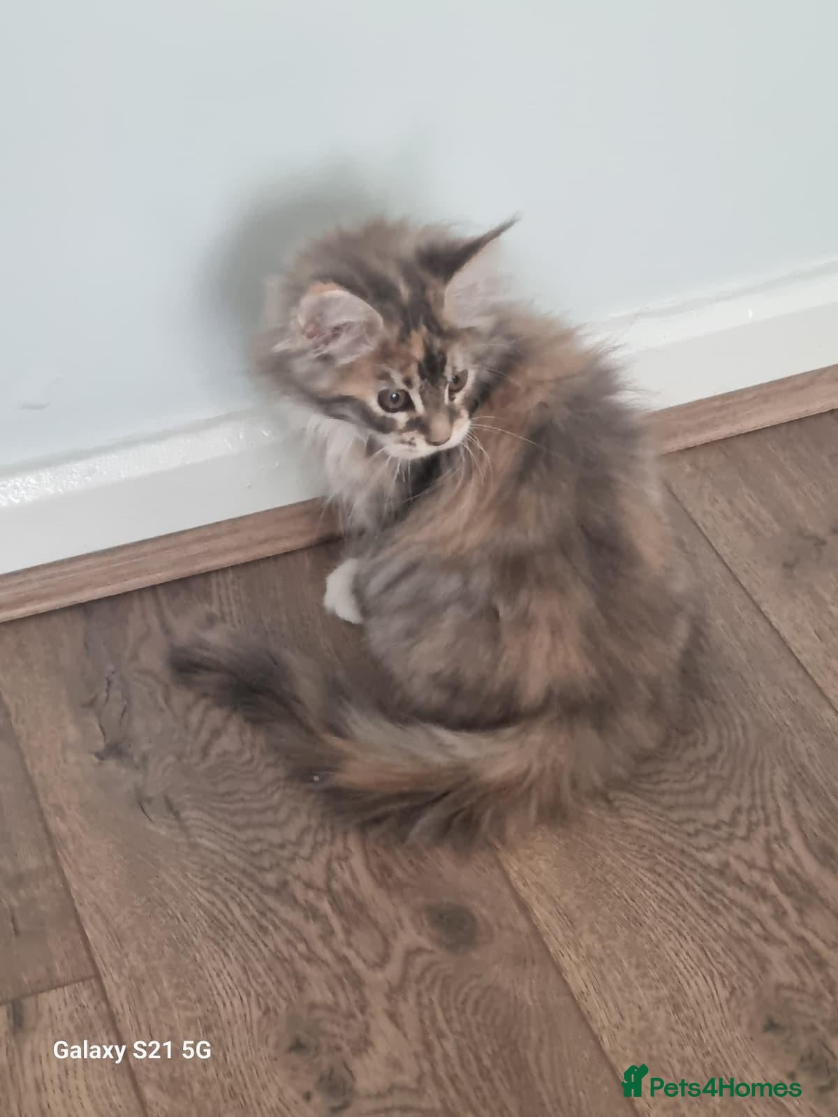 Maine Coon cats Maine coon kitten - Advert 11
