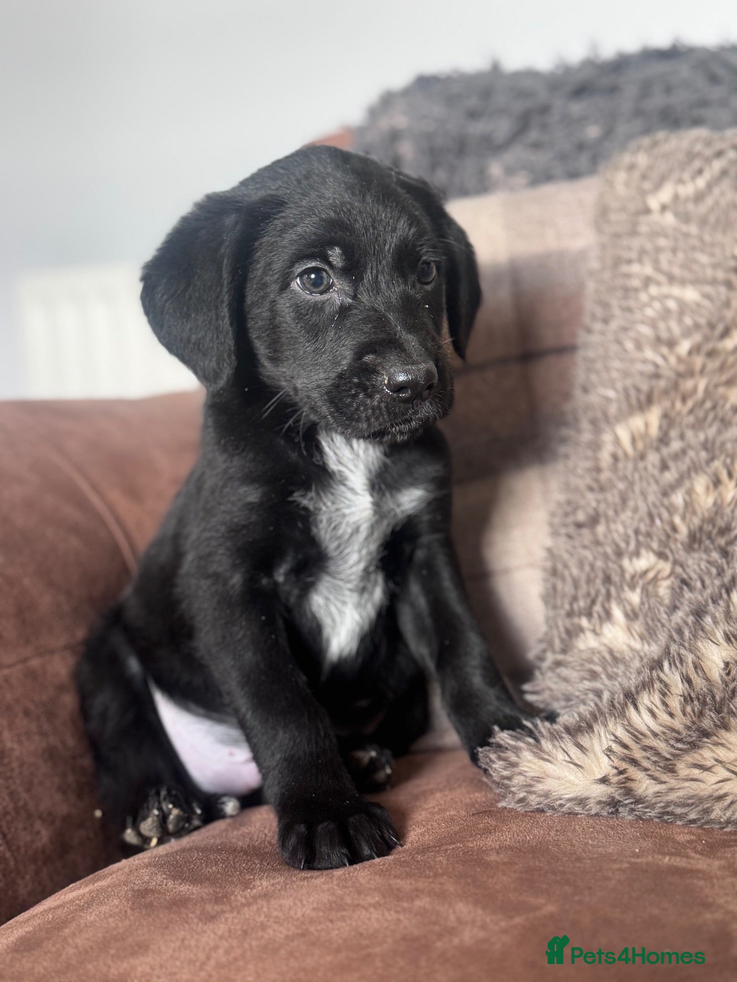 Mixed Breed dogs Stunning Shepherd Mix Puppies  - Advert 1