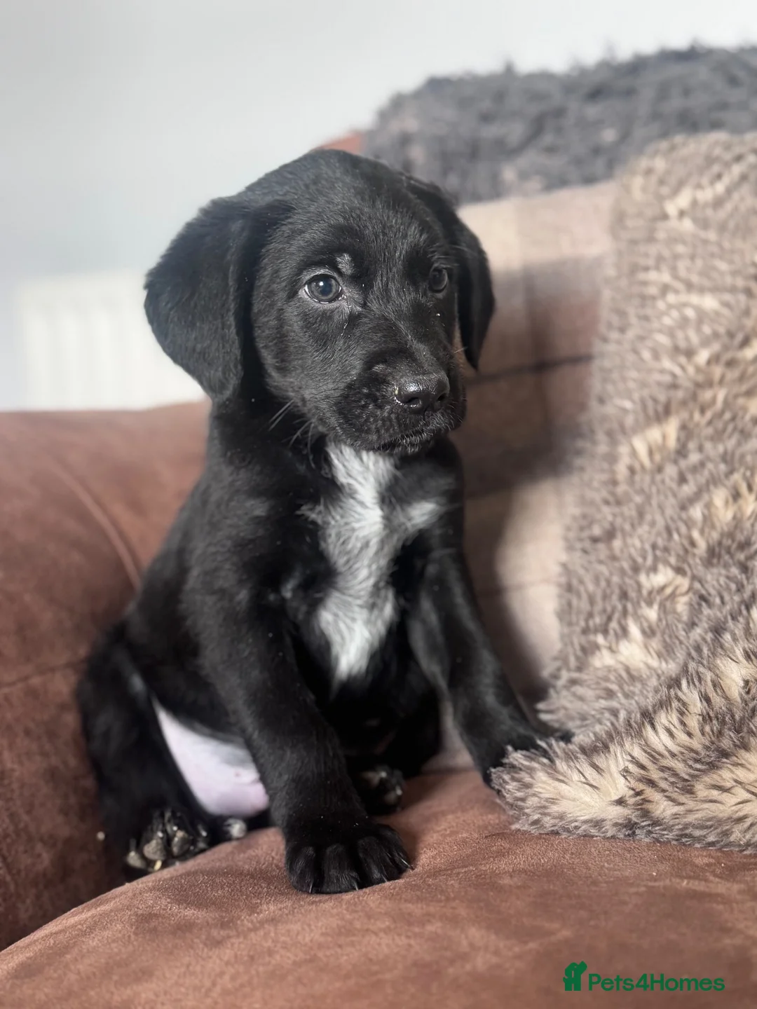 Mixed Breed dogs for sale: Stunning Pointer Mix Puppies  - Advert 1