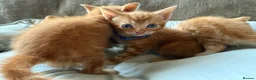 British Shorthair cats for sale: Gorgeous Ginger Kittens - Ready to leave in Mansfield - Advert 2
