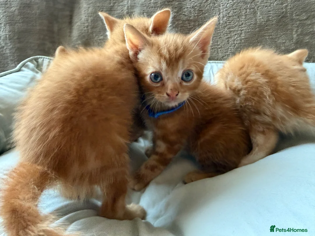 British Shorthair cats for sale: Gorgeous Ginger Kittens - Ready to leave in Mansfield - Advert 2