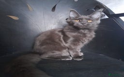 Maine Coon cats for sale: TICA 3 pedigree 3 girls 1 boy blue smoke/tabby - Image 9