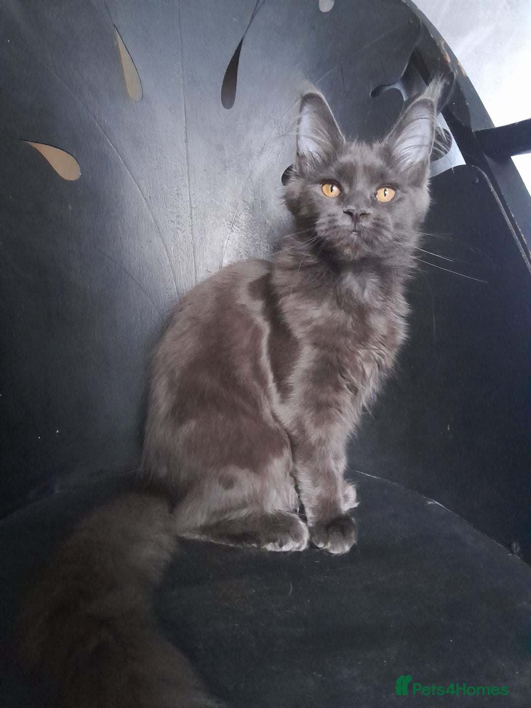 Maine Coon cats for sale: TICA 3 pedigree 3 girls 1 boy blue smoke/tabby - Image 9