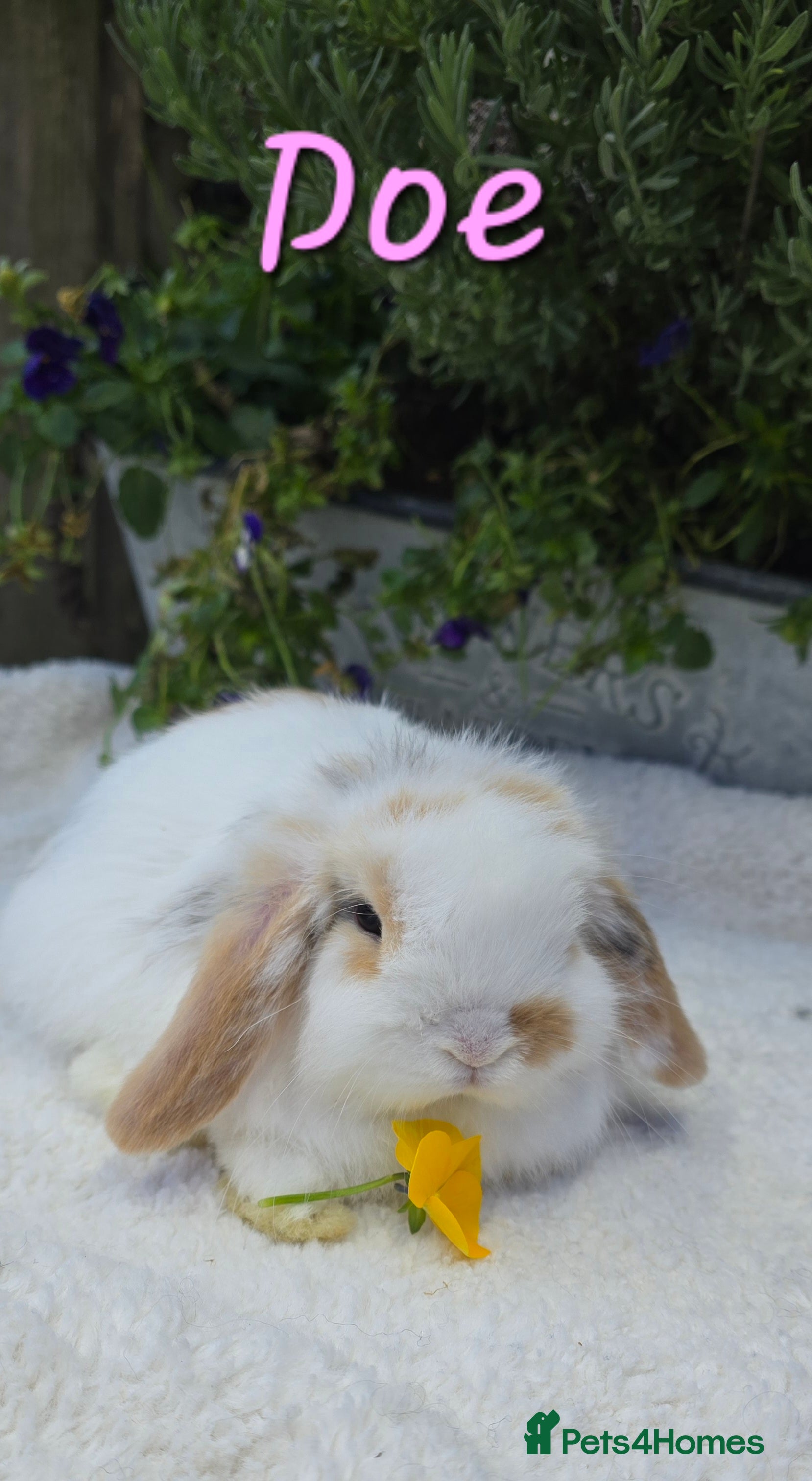 Mini Lop rabbits Beautiful mini lops girls and boys - Advert 5