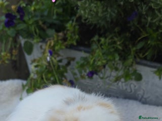 Mini Lop rabbits Beautiful mini lops girls and boys - Advert 5