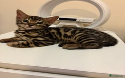 Bengal cats for sale: gorgeous pure bengal kittens  - Image 11