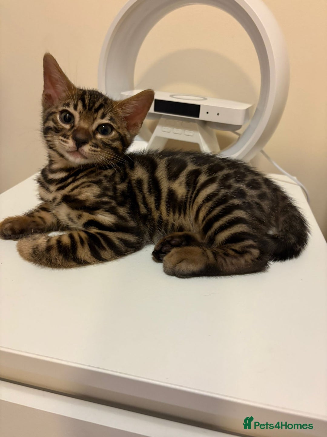 Bengal cats for sale: gorgeous pure bengal kittens  - Image 11