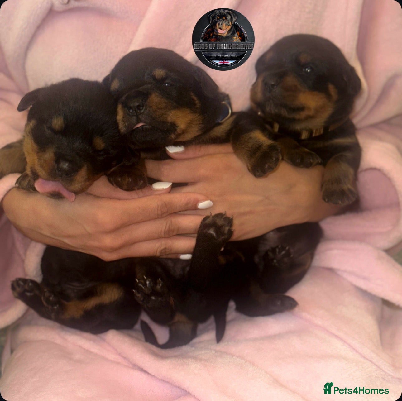 Rottweiler dogs Outstanding Rottweiler Litter Of 6 Beautiful Boys - Advert 1