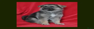 Puppy 3