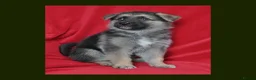 Mixed Breed dogs for sale: 8 beautiful healthy  puppies ,  German shepherd  - Advert 19