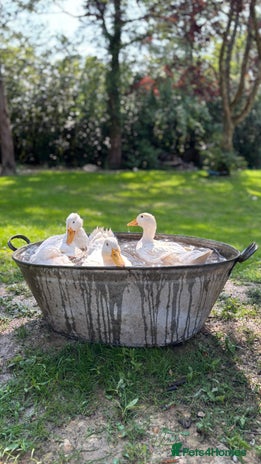 Ducks poultry - Advert 1