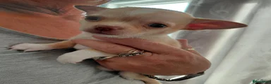 Chihuahua 3