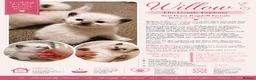Ragdoll cats for sale: Affectionate Ragdoll Kittens Health-Tested Line - Advert 30