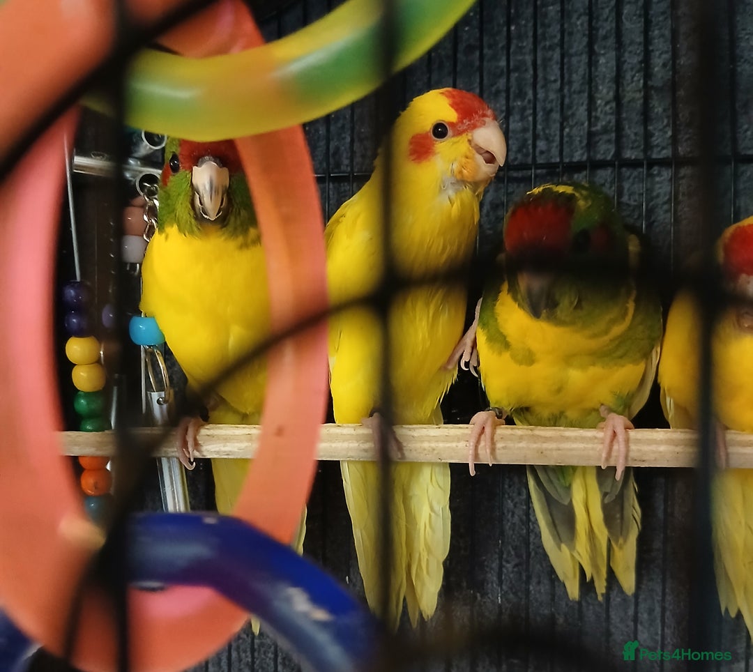 Parakeets birds for sale: Kakariki's Handreard kakariki's  - Image 13