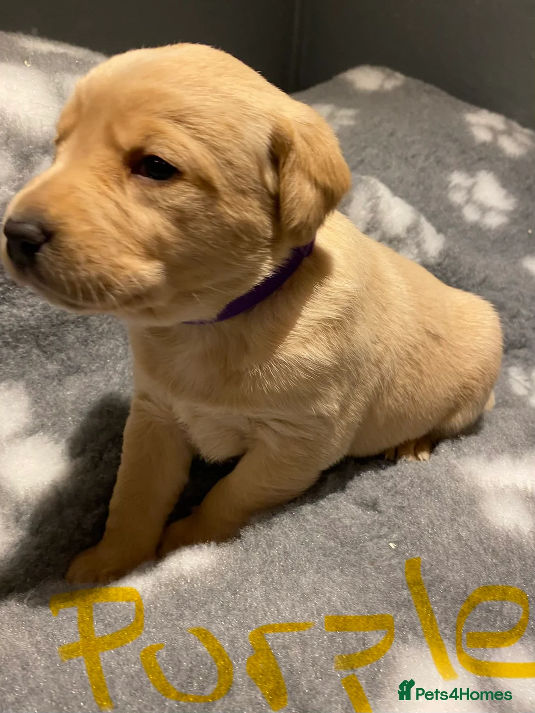 Labrador Retriever dogs for sale: Yellow/Fox Red Labrador puppies - Advert 27