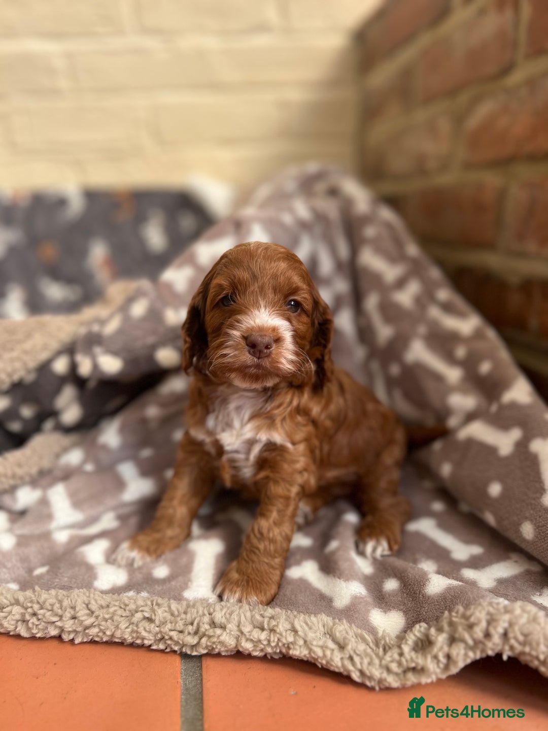 Cockapoo dogs for sale: F1 Show Type Cockapoo Puppies - Image 4