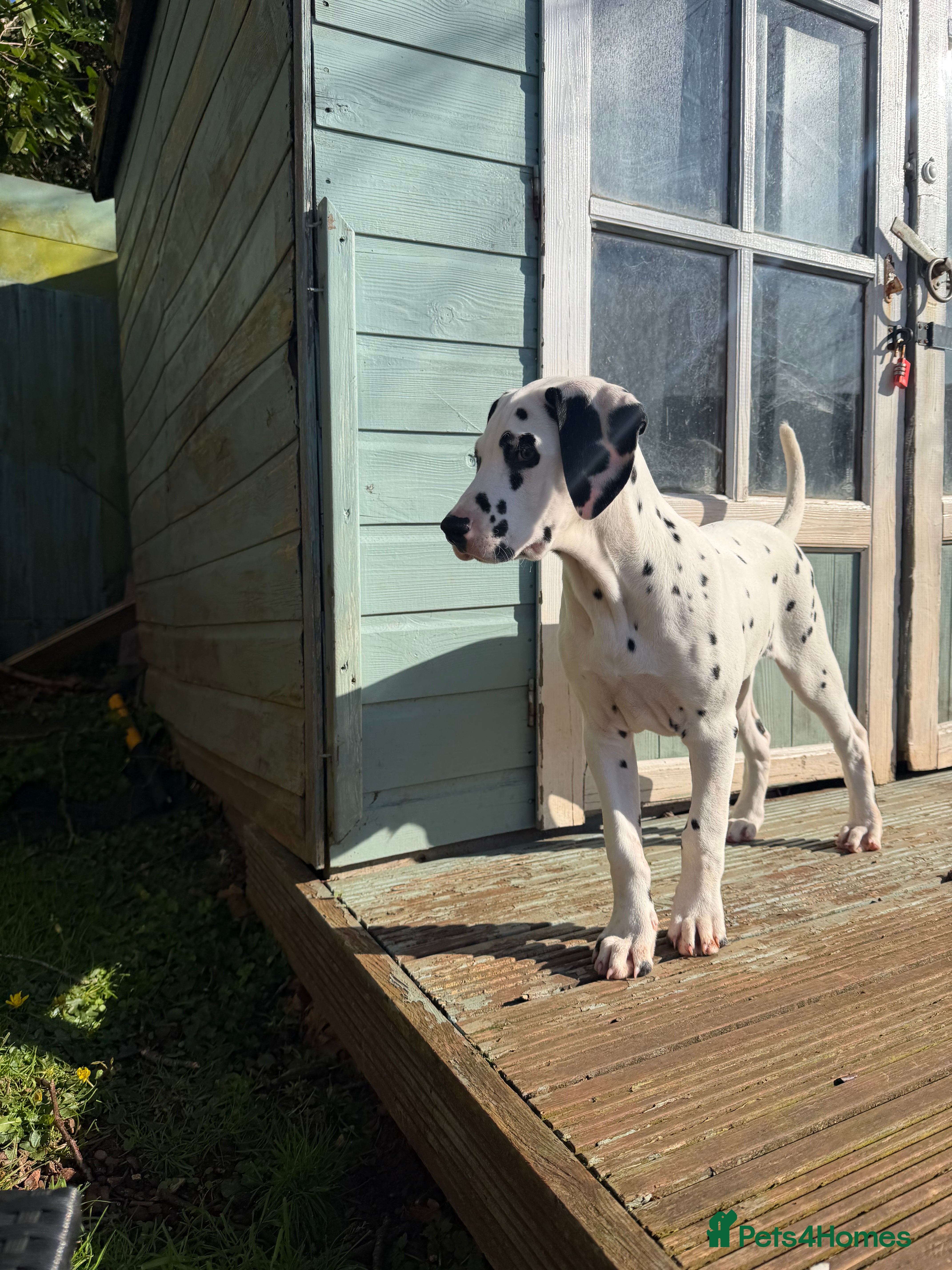 Dalmatian dogs KC Reg Dalmatian Puppies Black & Liver Ready Now - Advert 3