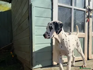 Dalmatian dogs KC Reg Dalmatian Puppies Black & Liver Ready Now - Advert 3