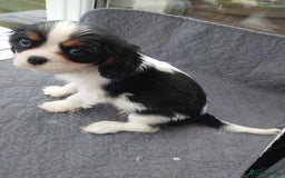 Cavalier King Charles Spaniel dogs for sale: Cavalier King Charles  - Image 2