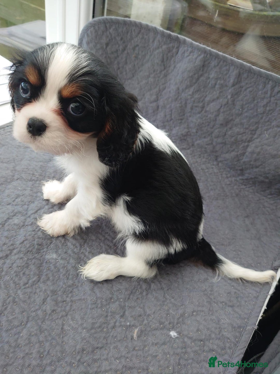 Cavalier King Charles Spaniel dogs for sale: Cavalier King Charles  - Image 2
