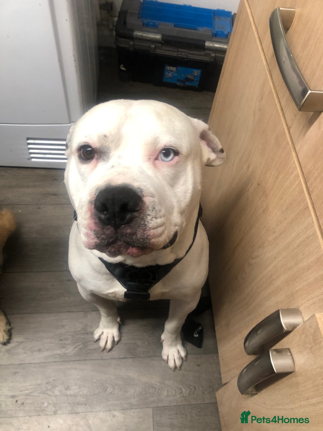 American Bulldog dogs for stud: Classic American bull 🇺🇸  - Image 12