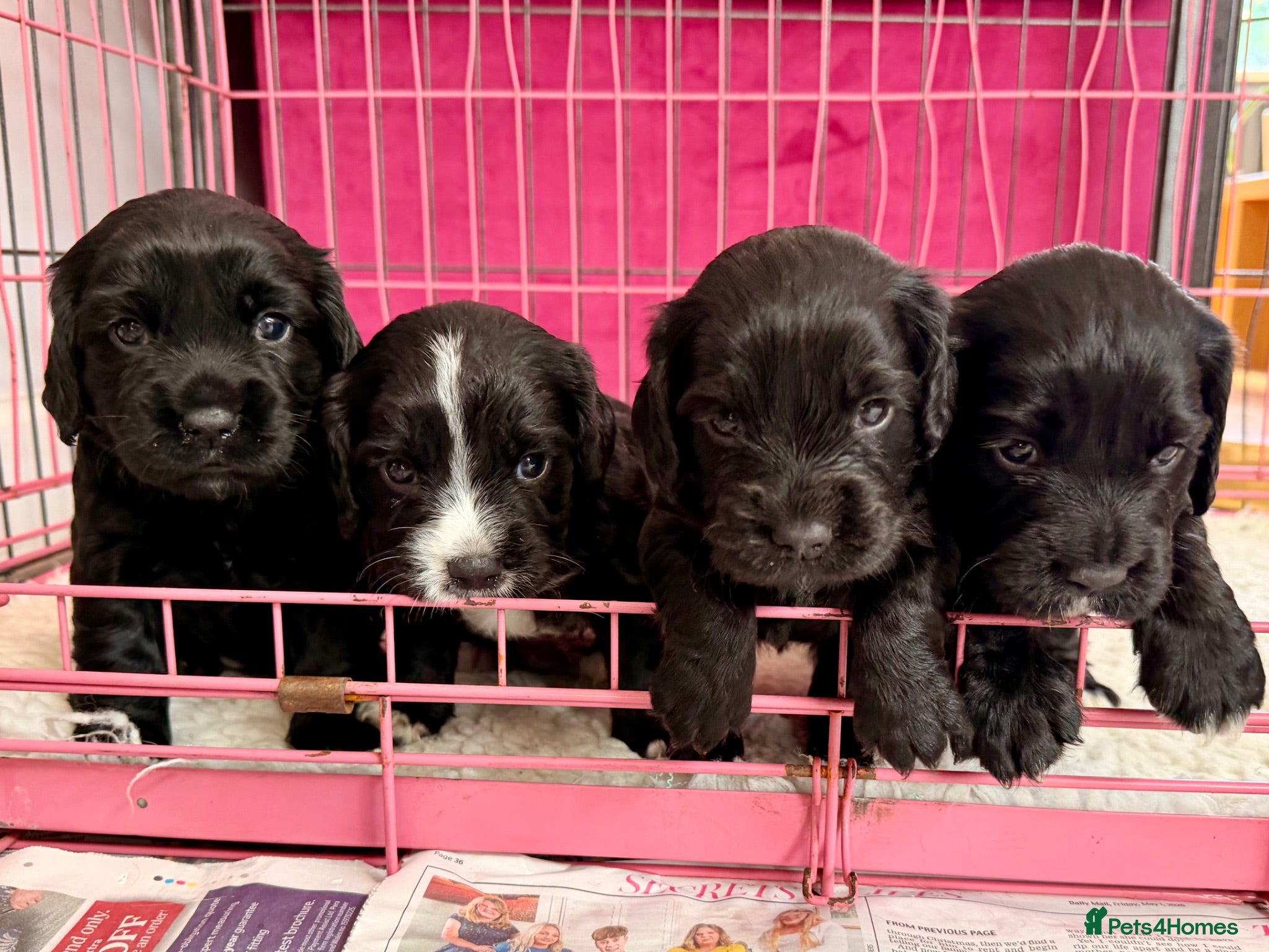 Cocker Spaniel dogs Working Cocker Girls x3 - Advert 1