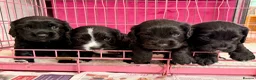 Cocker Spaniel dogs for sale: Working Cocker Girls x3 in Hindhead - Advert 1