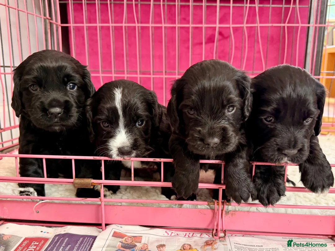 Cocker Spaniel dogs for sale: Working Cocker Girls x3 in Hindhead - Advert 1