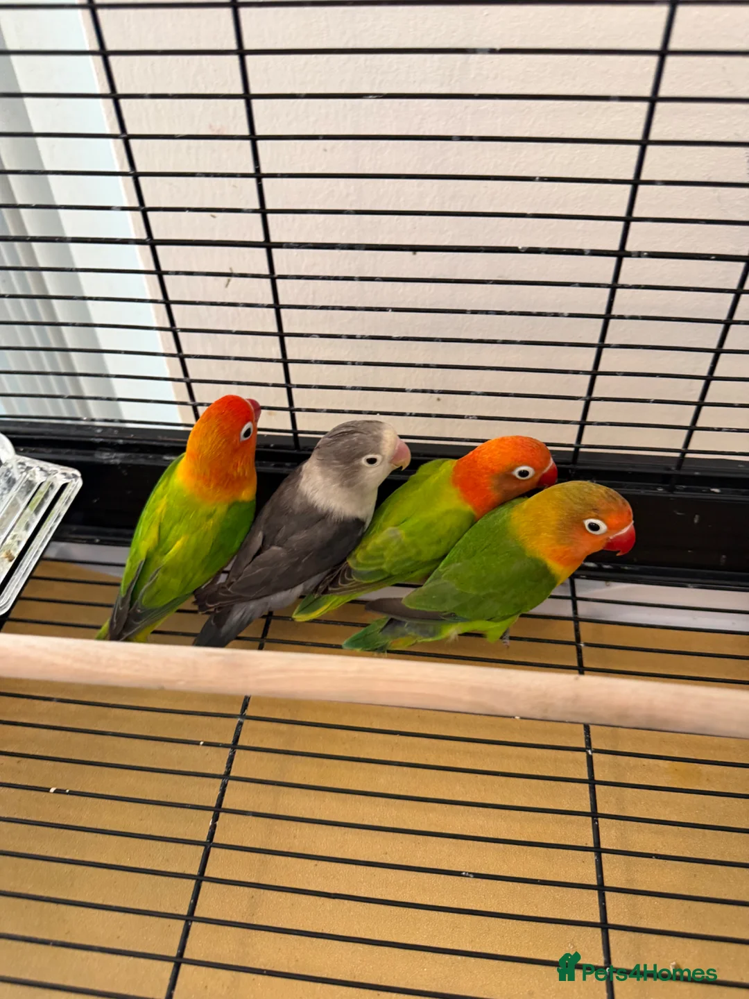 Lovebirds birds for sale: Beautiful Love Birds  - Advert 2